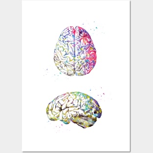 Human Brain Posters and Art